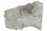 Fossil Crinoid (Pachylocrinus) - Crawfordsville, Indiana #211152-1